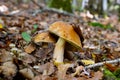 Cep or Boletus Mushroom growing between brown autumn leaves in the forest, also called Boletus edulis or Steinpilz Royalty Free Stock Photo