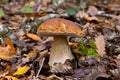 Cep or Boletus Mushroom growing between brown autumn leaves in the forest, also called Boletus edulis or Steinpilz Royalty Free Stock Photo