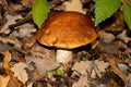 Cep or Boletus Mushroom growing between brown autumn leaves in the forest, also called Boletus edulis or Steinpilz Royalty Free Stock Photo