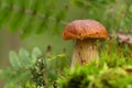 Cep, mushroom in autumn forest.