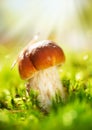 Cep Mushroom. Boletus Royalty Free Stock Photo