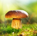 Cep Mushroom. Boletus Royalty Free Stock Photo