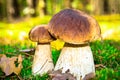 Cep mushroom, boletus, Borovik Royalty Free Stock Photo