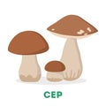 Cep mushroom, boletus edulis. Fresh raw fungus Royalty Free Stock Photo