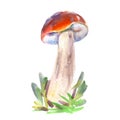 Cep Mushroom Boletus Edulis mushroom watercolor hand-drawn illustration isolated object on white Royalty Free Stock Photo