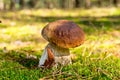 Cep mushroom .Boletus in the moss in the forest. Royalty Free Stock Photo