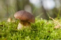 Cep mushroom in a forest scene Royalty Free Stock Photo