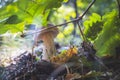 Cep mushroom grows under oak leaves Royalty Free Stock Photo