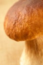 Cep mushroom macro