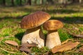 Cep mushroom . Two Mushrooms in the moss in the forest. Royalty Free Stock Photo