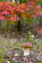 Cep mushroom under red oak tree