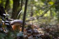 Cep mushroom under tree in forest