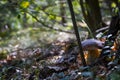 Cep mushroom under tree in wood