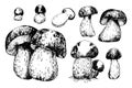 Cep mushrooms vector sketch set Royalty Free Stock Photo