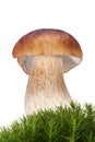 Cep (Penny Bun) Royalty Free Stock Photo