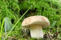 Cep penny bun porcino boletus edulis mushroom