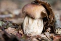 Cep or Porcini mushroom