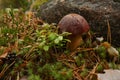 Edible mushroom growing in the forest in moss among fallen branches in autumn Royalty Free Stock Photo