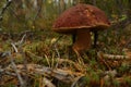 Edible mushroom growing in the forest in moss among fallen branches in autumn Royalty Free Stock Photo