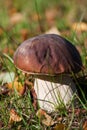 Cep Royalty Free Stock Photo