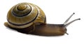 Cepaea hortensis