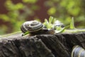 Cepaea hortensis, Cepaea vindobonensis - White-lipped snail