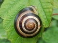 Cepaea Hortensis snail Royalty Free Stock Photo