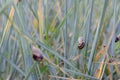 Cepaea hortensis or variegated snail on the stems of plants Royalty Free Stock Photo