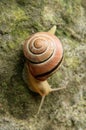 Cepaea nemoralis; banded snail in garden