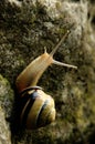 Cepaea nemoralis; banded snail in garden