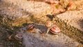 Cepaea nemoralis, snails walk on moist garden ground. They're dragging colorful shells with a twisted pattern