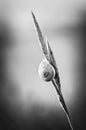 Cepaea nemoralis Solitary snail climbing the plant.