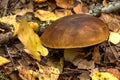 Cepe. Forest mushroom. Royalty Free Stock Photo