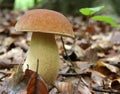 Cepe mushroom Royalty Free Stock Photo