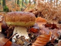 Cepe mushroom Royalty Free Stock Photo