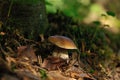 Cepe mushroom. Royalty Free Stock Photo