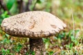 Cepe mushroom Royalty Free Stock Photo