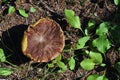 Cepe mushroom Royalty Free Stock Photo