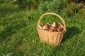 Cepes in a basket, Forest Mushroom