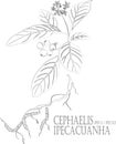 Cephaelis ipecacuanha plant contour vector illustration Royalty Free Stock Photo