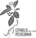 Cephaelis ipecacuanha plant silhouette vector illustration Royalty Free Stock Photo