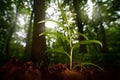 Cephalanthera longifolia, Sword-leaved Helleborine flowering European terrestrial wild orchid, nature, detail of white bloom, Bile