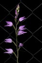 Cephalanthera rubra, beautiful wild pink orchid, very delicate.