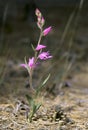 Red Helleborine (Cephalanthera rubra)