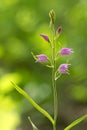 Cephalanthera rubra