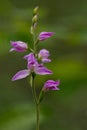 Cephalanthera rubra Royalty Free Stock Photo