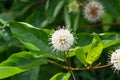 Cephalanthus occidentalis