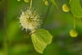 Cephalanthus occidentalis and Gonepteryx rhamni