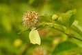 Cephalanthus occidentalis and Gonepteryx rhamni