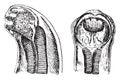 Cephalic extremity of dochmius duodenalis, vintage engraving